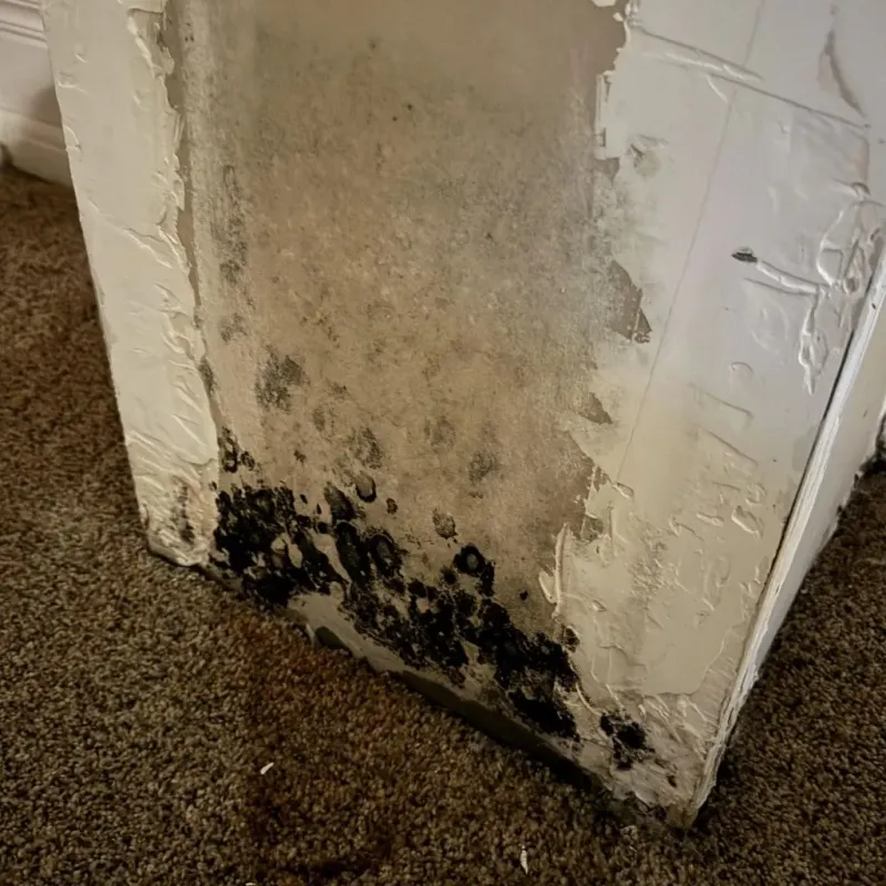 Professional Mold Removal in Harahan, LA